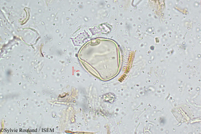 Oxytenanthera monadelpha - lame n° 5110