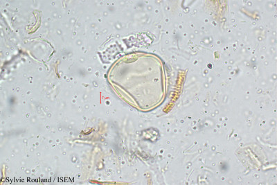 Oxytenanthera monadelpha - lame n° 5110
