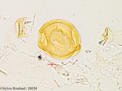 Sylvie.Rouland/Pachyrhizus_angulatus_2786/Pachyrhizus_angulatus_2786_0001(copy)_thumb.jpg