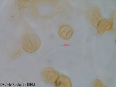 Sylvie.Rouland/Pachytrophe_obovata_1293/Pachytrophe_obovata_1293_0001(copy)_thumb.jpg
