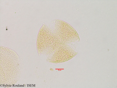 Sylvie.Rouland/Paederia_ankarensis_2893/Paederia_ankarensis_2893_0001(copy)_thumb.jpg