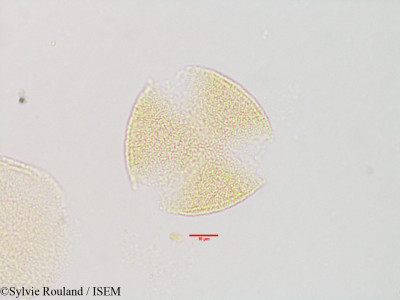 Paederia ankarensis - lame n° 2893