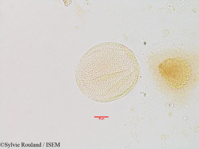 Paederia ankarensis - lame n° 2893