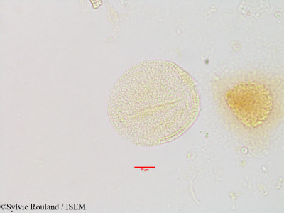 Paederia ankarensis - lame n° 2893