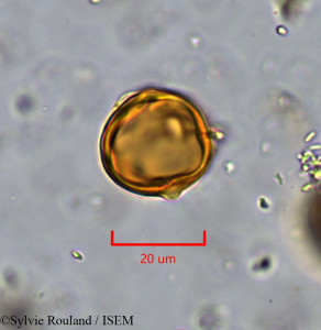 Sylvie.Rouland/Palaquium_ridleyi_1789/Palaquium_ridleyi_1789_0001(copy)_thumb.jpg