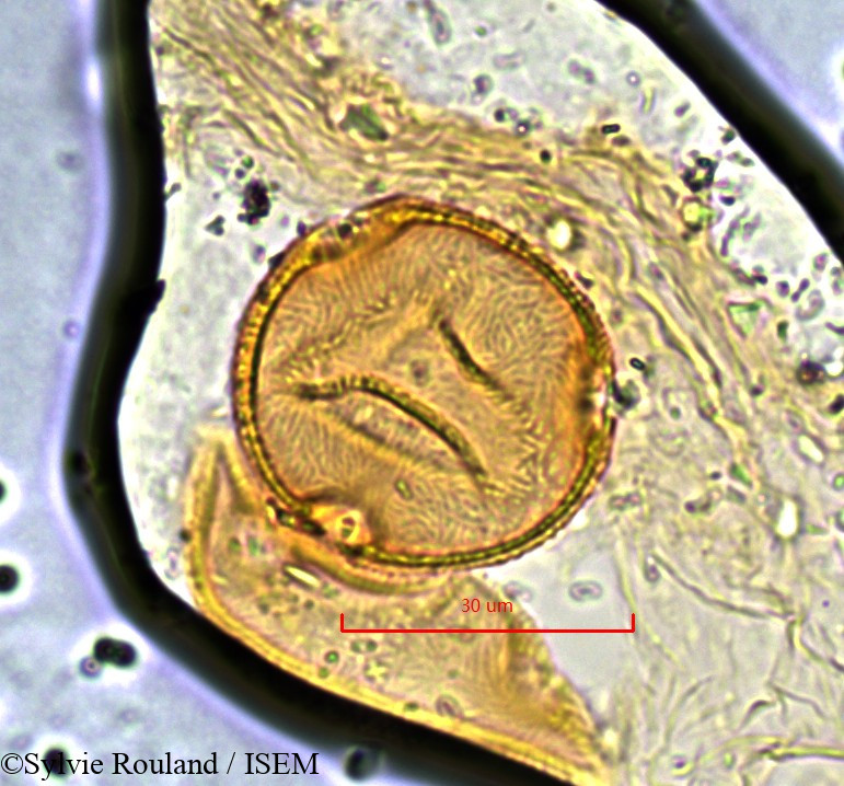 Sylvie.Rouland/Pancovia_harmsiana_845/Pancovia_harmsiana_845_0001(copy).jpg