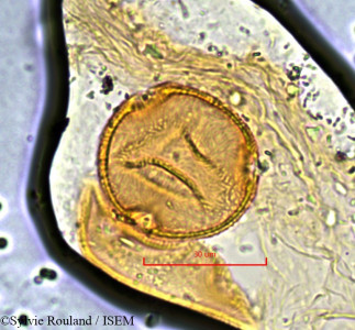 Pancovia harmsiana - lame n° 845