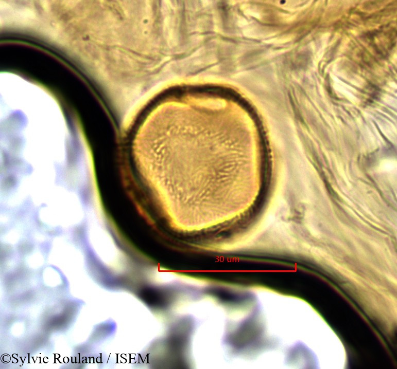 Sylvie.Rouland/Pancovia_harmsiana_845/Pancovia_harmsiana_845_0005(copy).jpg