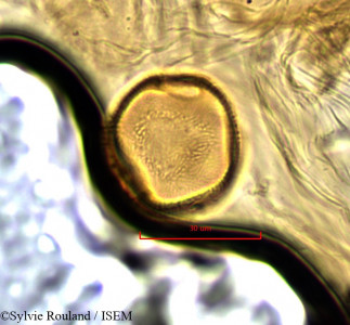 Pancovia harmsiana - lame n° 845