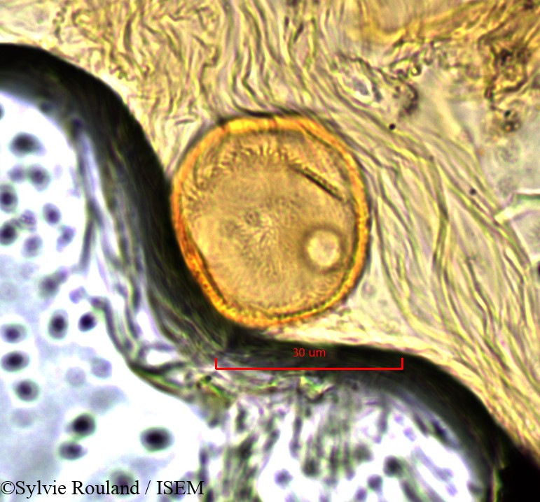 Sylvie.Rouland/Pancovia_harmsiana_845/Pancovia_harmsiana_845_0006(copy).jpg