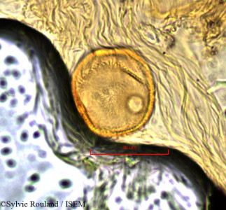 Pancovia harmsiana - lame n° 845