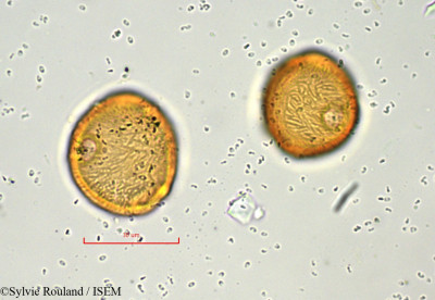 Pancovia laurentii - lame n° 848