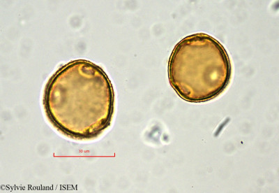Pancovia laurentii - lame n° 848
