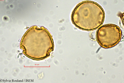 Pancovia laurentii - lame n° 848