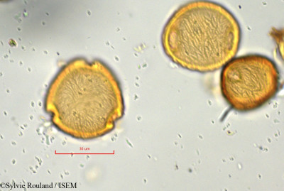 Pancovia laurentii - lame n° 848