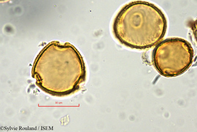 Pancovia laurentii - lame n° 848
