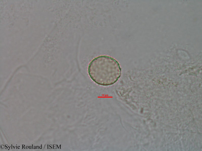 Pandanus - lame n° 3046