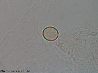 Pandanus - lame n° 3046