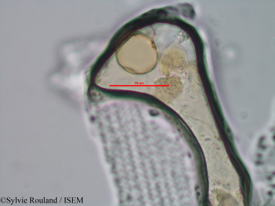 Sylvie.Rouland/Panicum_glabrescens_1294/Panicum_glabrescens_1294_0001(copy)_thumb.jpg