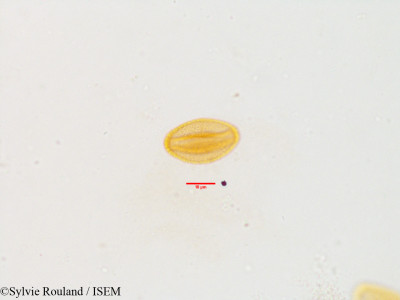 Sylvie.Rouland/Papaver_polytrichum_3596/Papaver_polytrichum_3596_0001(copy)_thumb.jpg