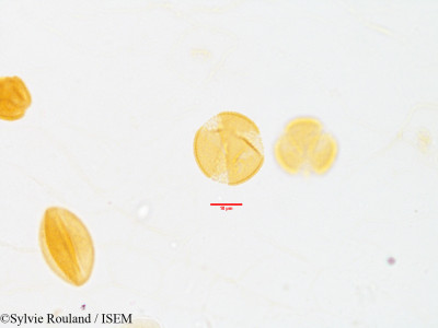 Sylvie.Rouland/Papaver_umbonatum_3597/Papaver_umbonatum_3597_0001(copy)_thumb.jpg