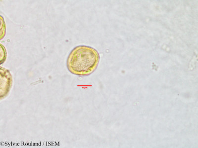Sylvie.Rouland/Paracephaelis_tiliacea_2889/Paracephaelis_tiliacea_2889_0001(copy)_thumb.jpg
