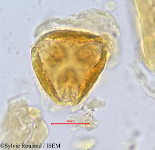 Sylvie.Rouland/Parinari_aubrevillei_703/Parinari_aubrevillei_703_0001(copy)_thumb.jpg