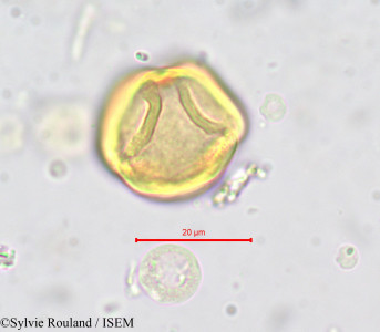 Parinari - lame n° 706