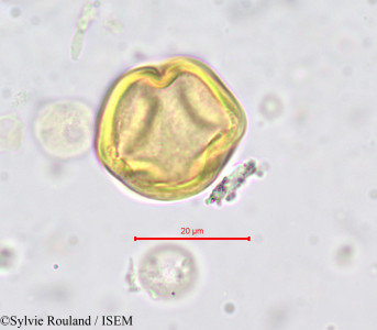 Parinari - lame n° 706