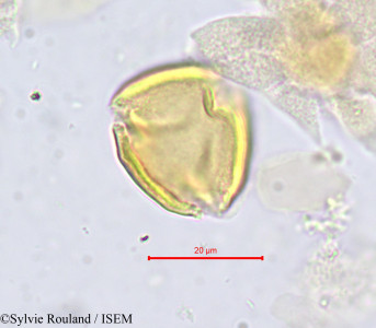 Parinari - lame n° 706
