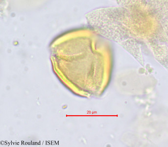 Parinari - lame n° 706