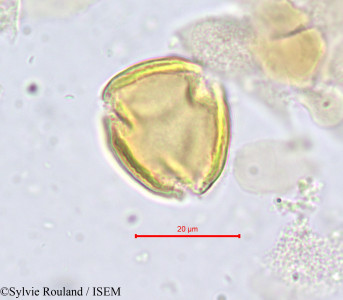 Parinari - lame n° 706
