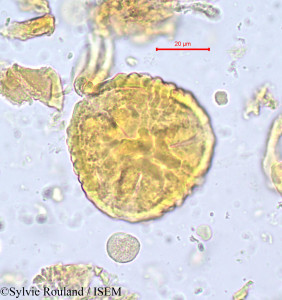 Sylvie.Rouland/Parinari_chrysophylla_687/Parinari_chrysophylla_687_0001(copy)_thumb.jpg