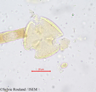 Sylvie.Rouland/Parinarium_macrophyllum_705/Parinarium_macrophyllum_705_0001(copy)_thumb.jpg