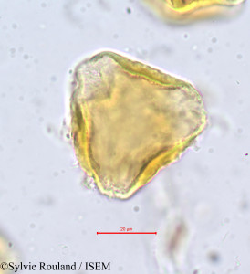 Sylvie.Rouland/Parinarium_polyandrum_704/Parinarium_polyandrum_704_0001(copy)_thumb.jpg