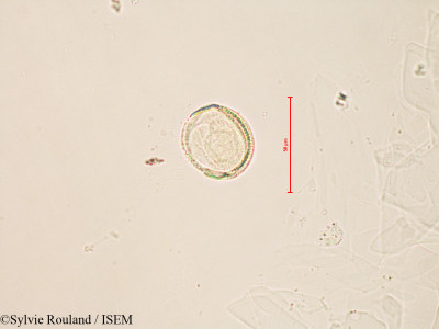 Paris quadrifolia - lame n° 4137