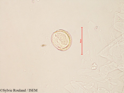 Paris quadrifolia - lame n° 4137