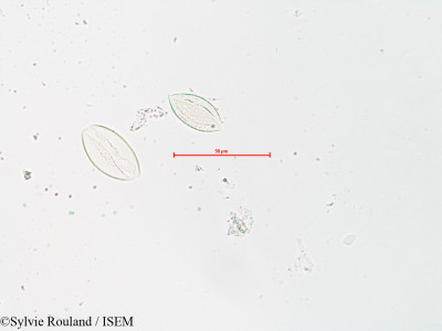 Paris quadrifolia - lame n° 4137