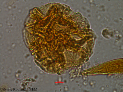 Sylvie.Rouland/Parkia_madagascariensis_8400/Parkia_madagascariensis_8400_0001(copy)_thumb.jpg