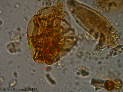 Parkia madagascariensis - lame n° 8400