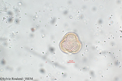 Parkinsonia aculeata - lame n° 5820