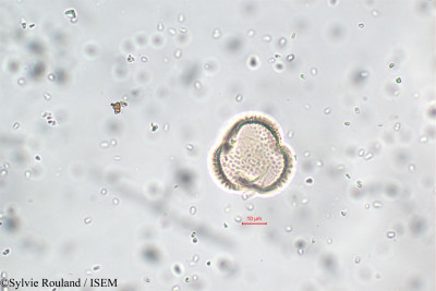 Parkinsonia aculeata - lame n° 5820