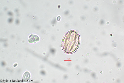 Parkinsonia aculeata - lame n° 5820