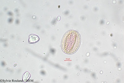 Parkinsonia aculeata - lame n° 5820
