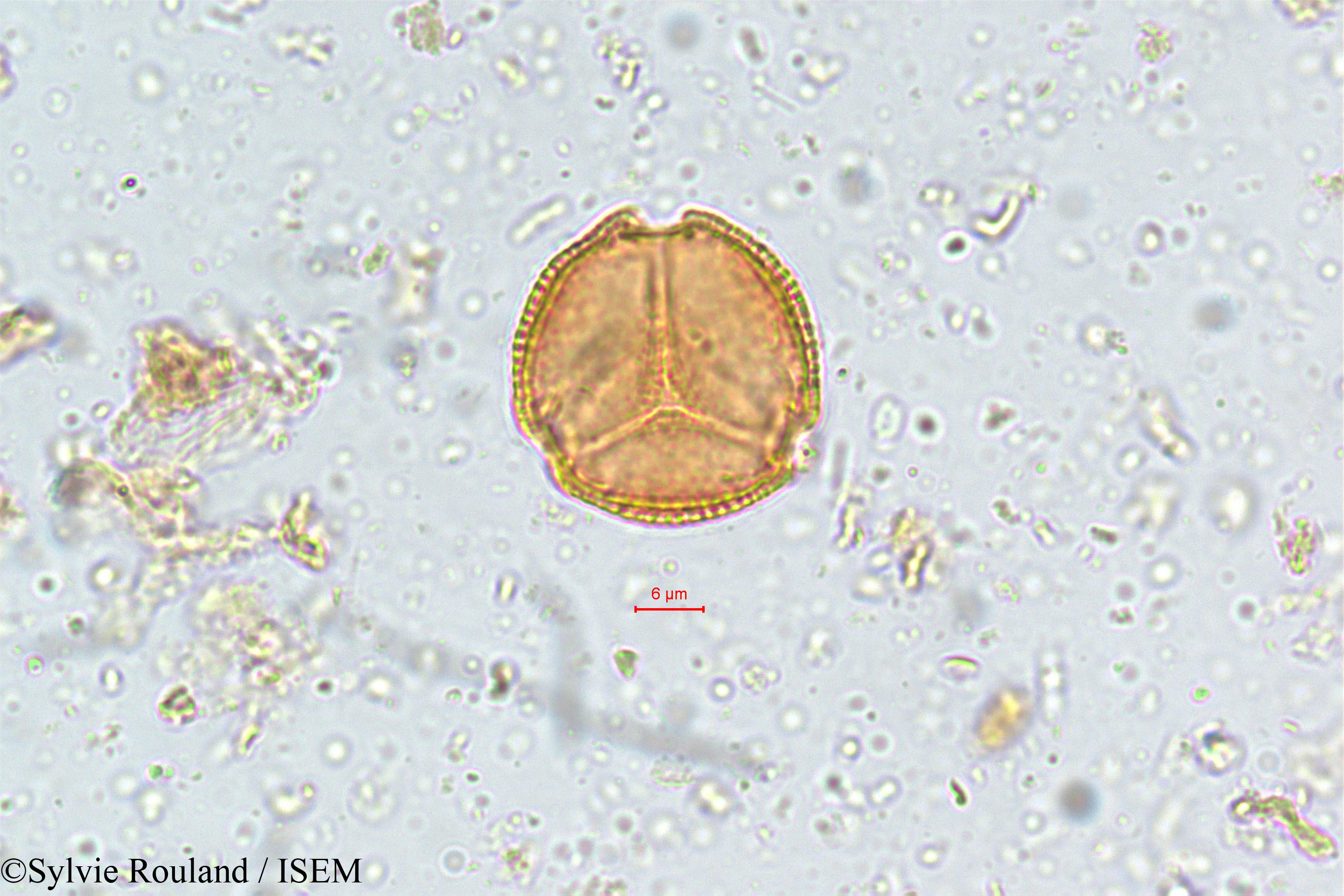 Sylvie.Rouland/Parnassia_mysorensis_5112/Parnassia_mysorensis_5112_0001(copy).jpg