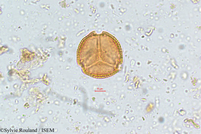 Sylvie.Rouland/Parnassia_mysorensis_5112/Parnassia_mysorensis_5112_0001(copy)_thumb.jpg