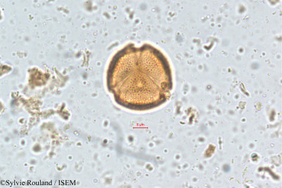 Parnassia mysorensis - lame n° 5112