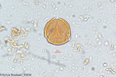 Parnassia mysorensis - lame n° 5112