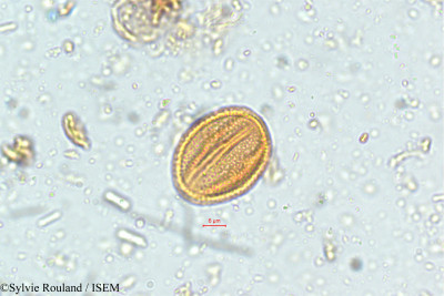 Parnassia mysorensis - lame n° 5112