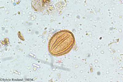 Parnassia mysorensis - lame n° 5112